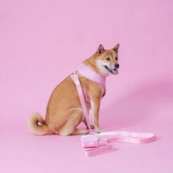 Frenchie Comfort Leash - Pink Bubblegum -Bandana Buddy Shop PinkBubbleGum 6