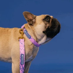 Frenchie Comfort Collar - Pink Marble -Bandana Buddy Shop Pink Marble 22