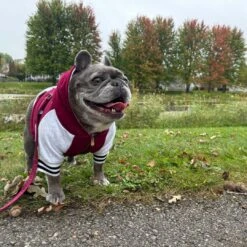 Frenchie Dog Hoodie - Ruby Varsity -Bandana Buddy Shop Ruby Varsity 2