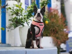Frenchie Duo Reversible Harness - Bad To The Bone -Bandana Buddy Shop SP17 Frenchie Launch 12 c5053065 787d 4f9a 88db cb060f3615b7