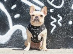 Frenchie Duo Reversible Harness - Bad To The Bone -Bandana Buddy Shop SP17 Frenchie Launch 13 d49d0f68 e565 4aa9 bf18 02a283618037