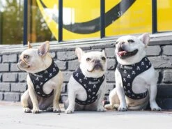Frenchie Duo Reversible Harness - Bad To The Bone -Bandana Buddy Shop SP17 Frenchie Launch 7 b2fba12e d100 4ee5 8fa9 55e736e3217a