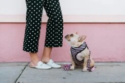Frenchie Duo Reversible Harness - Pink Bad To The Bone -Bandana Buddy Shop SP19 Pink Release 21 1a3c2345 faeb 4e99 9ead 561f7331b2f7