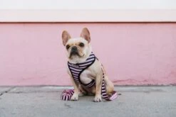 Frenchie Duo Reversible Harness - Pink Bad To The Bone -Bandana Buddy Shop SP19 Pink Release 23 9bfca021 0391 4bb5 b36a 7cb2bb3f392b