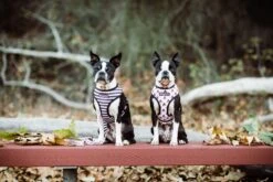 Frenchie Duo Reversible Harness - Pink Bad To The Bone -Bandana Buddy Shop SP19 Pink Release 3 68c7bb58 e55c 4f6c a75b 154904814ea9