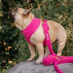 Frenchie Comfort Leash - Teddy Hot Pink 12 Frenchie Comfort Leash - Teddy Hot Pink -Bandana Buddy Shop TEDDY HOT PINK 11