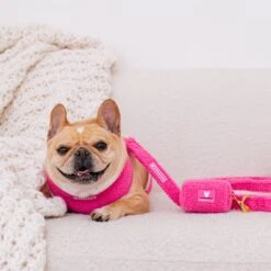 Frenchie Comfort Leash - Teddy Hot Pink 15 Frenchie Comfort Leash - Teddy Hot Pink -Bandana Buddy Shop TEDDY HOT PINK 3