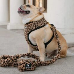 Frenchie Duo Reversible Harness - Teddy Leopard -Bandana Buddy Shop Teddy Leopard 1