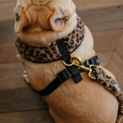 Frenchie Duo Reversible Harness - Teddy Leopard -Bandana Buddy Shop Teddy Leopard 11
