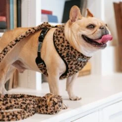 Frenchie Duo Reversible Harness - Teddy Leopard -Bandana Buddy Shop Teddy Leopard 12