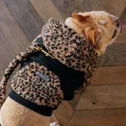 Frenchie Dog Hoodie - Teddy Leopard -Bandana Buddy Shop Teddy Leopard 13