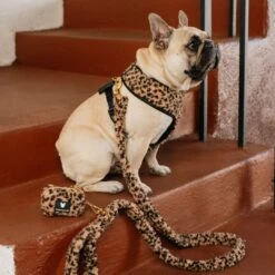 Frenchie Comfort Leash - Teddy Leopard -Bandana Buddy Shop Teddy Leopard 17 1