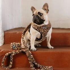 Frenchie Comfort Leash - Teddy Leopard -Bandana Buddy Shop Teddy Leopard 21 1