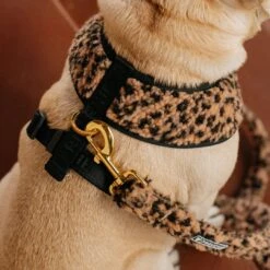 Frenchie Duo Reversible Harness - Teddy Leopard -Bandana Buddy Shop Teddy Leopard 23