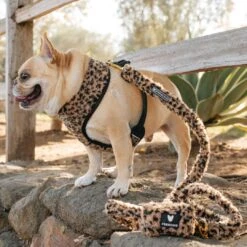 Frenchie Comfort Leash - Teddy Leopard -Bandana Buddy Shop Teddy Leopard 4 1