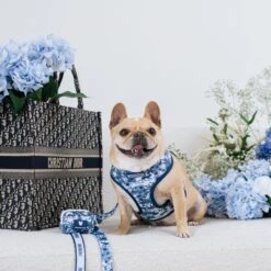 Frenchie Comfort Leash - Toile- Blue -Bandana Buddy Shop Toile Blue 1