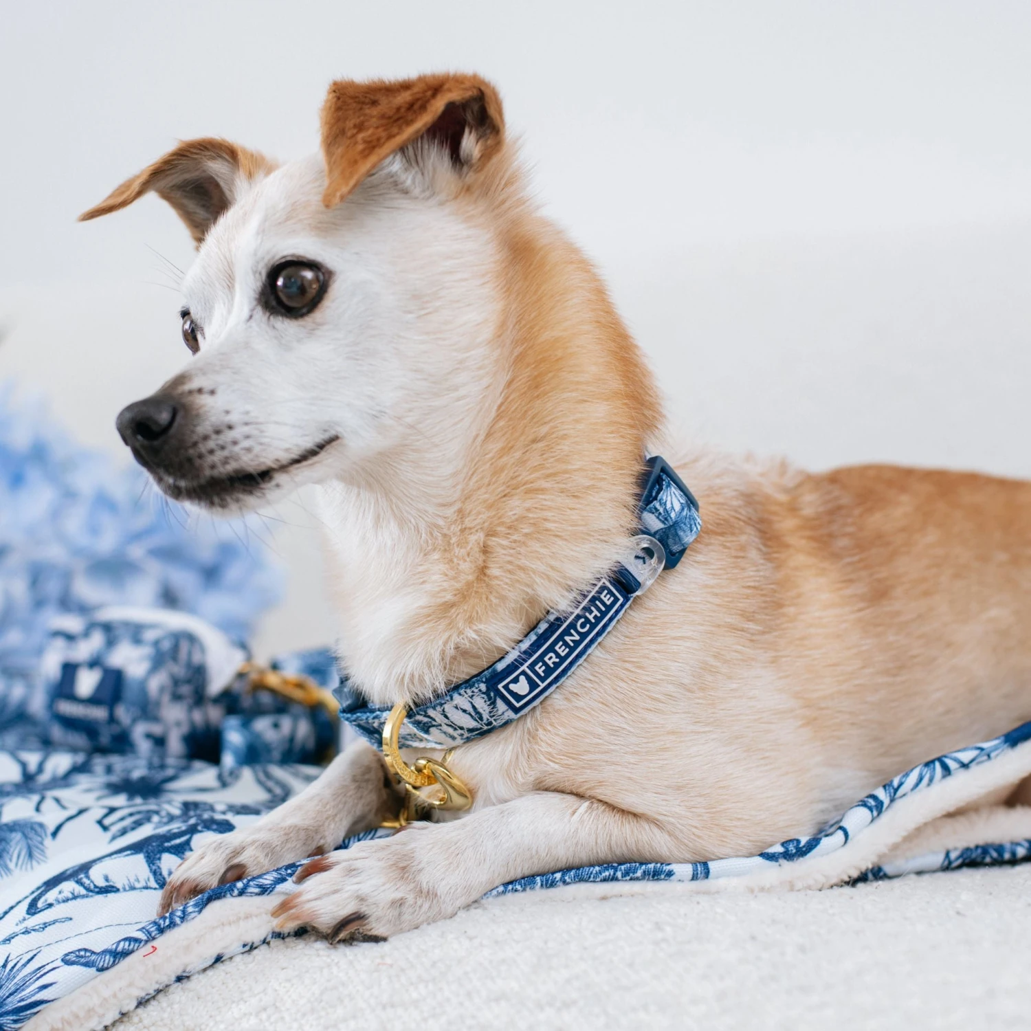 Frenchie Comfort Collar - Toile- Blue 4 Frenchie Comfort Collar - Toile- Blue - Image 2