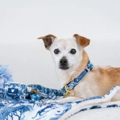 Frenchie Comfort Collar - Toile- Blue 7 Frenchie Comfort Collar - Toile- Blue -Bandana Buddy Shop Toile Blue 21