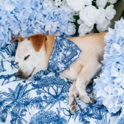 Frenchie Cooling Bandana - Toile- Blue -Bandana Buddy Shop Toile Blue 24