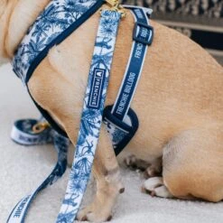 Frenchie Comfort Leash - Toile- Blue -Bandana Buddy Shop Toile Blue 5