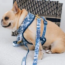 Frenchie Duo Reversible Harness - Toile- Blue -Bandana Buddy Shop Toile Blue 6