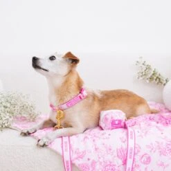 Frenchie Comfort Collar - Toile- Pink -Bandana Buddy Shop Toile Pink 15 594d7673 6994 43dc a618 071ad3df0ff0