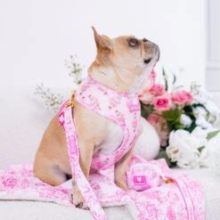 Frenchie Comfort Leash - Toile- Pink -Bandana Buddy Shop Toile Pink 7