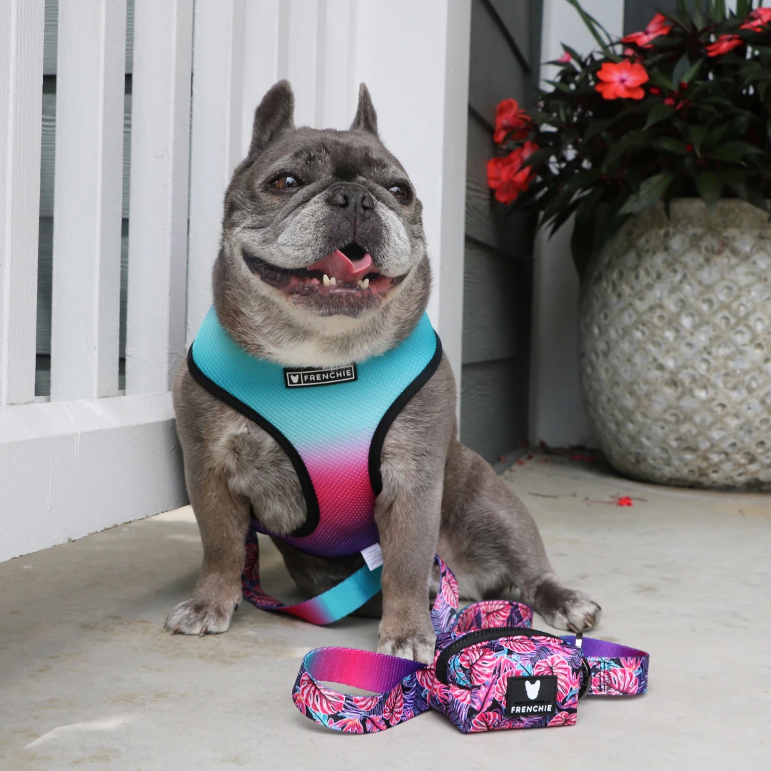 Frenchie Duo Reversible Harness - Tropical Palms 6 Frenchie Duo Reversible Harness - Tropical Palms - Image 5