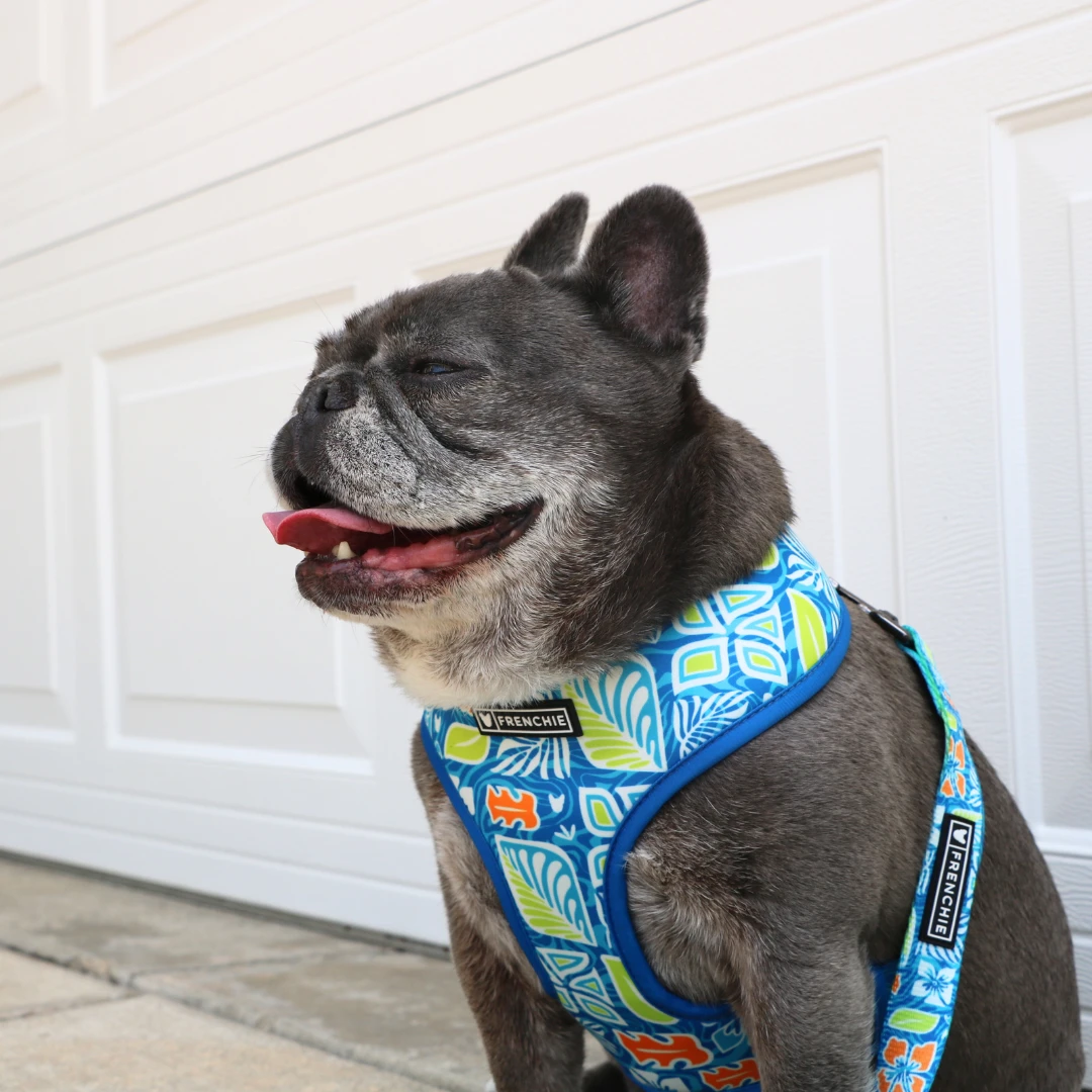 Frenchie Duo Reversible Harness - Waikiki 10 Frenchie Duo Reversible Harness - Waikiki - Image 8