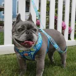 Frenchie Duo Reversible Harness - Waikiki 19 Frenchie Duo Reversible Harness - Waikiki -Bandana Buddy Shop Waikiki 4