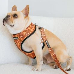 Bandana Buddy Shop 18 Bandana Buddy Shop -Bandana Buddy Shop frenchie bulldog reversible harness leash collar poo bag bandana brown teddy bear 006