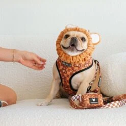 Frenchie Duo Reversible Harness - Teddy Bear -Bandana Buddy Shop frenchie bulldog reversible harness leash collar poo bag bandana brown teddy bear 020