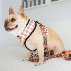 Frenchie Duo Reversible Harness - Teddy Bear -Bandana Buddy Shop frenchie bulldog reversible harness leash collar poo bag bandana brown teddy bear 035