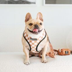 Frenchie Duo Reversible Harness - Teddy Bear -Bandana Buddy Shop frenchie bulldog reversible harness leash collar poo bag bandana brown teddy bear 038