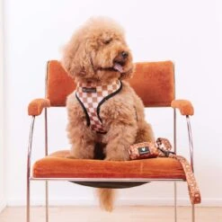 Frenchie Duo Reversible Harness - Teddy Bear -Bandana Buddy Shop frenchie bulldog reversible harness leash collar poo bag bandana brown teddy bear 057