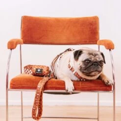 Frenchie Poo Bag Holder - Teddy Bear -Bandana Buddy Shop frenchie bulldog reversible harness leash collar poo bag bandana brown teddy bear 069