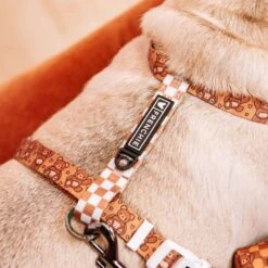 Frenchie Strap Harness - Teddy Bear -Bandana Buddy Shop frenchie bulldog reversible harness leash collar poo bag bandana brown teddy bear 072