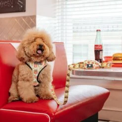 Frenchie Duo Reversible Harness - Burger N Fries 16 Frenchie Duo Reversible Harness - Burger N Fries -Bandana Buddy Shop frenchie bulldog reversible harness leash collar poo bag bandana burger n fries 029 69a11adc 3164 484a b940 f535313d8f29