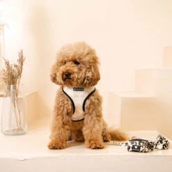 Frenchie Duo Reversible Harness - Earthy Tie Dye -Bandana Buddy Shop frenchie bulldog reversible harness leash collar poo bag bandana earthy tie dye 042