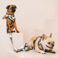 Frenchie Duo Reversible Harness - Earthy Tie Dye -Bandana Buddy Shop frenchie bulldog reversible harness leash collar poo bag bandana earthy tie dye 052