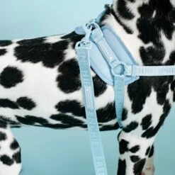Frenchie Comfort Leash - Sky Blue -Bandana Buddy Shop frenchie bulldog reversible harness leash collar poo bag bandana sky blue 016