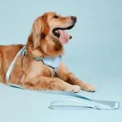 Frenchie Comfort Leash - Sky Blue -Bandana Buddy Shop frenchie bulldog reversible harness leash collar poo bag bandana sky blue 035