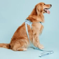 Frenchie Comfort Leash - Sky Blue -Bandana Buddy Shop frenchie bulldog reversible harness leash collar poo bag bandana sky blue 040