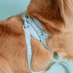Frenchie Comfort Leash - Sky Blue -Bandana Buddy Shop frenchie bulldog reversible harness leash collar poo bag bandana sky blue 041