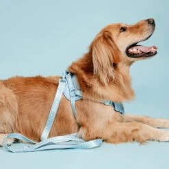 Frenchie Comfort Leash - Sky Blue -Bandana Buddy Shop frenchie bulldog reversible harness leash collar poo bag bandana sky blue 043