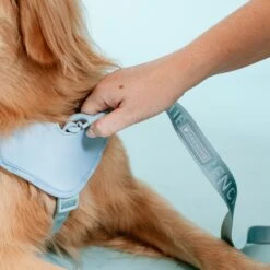 Frenchie Comfort Leash - Sky Blue -Bandana Buddy Shop frenchie bulldog reversible harness leash collar poo bag bandana sky blue 045 72a40df7 f8db 4f31 a902 eb077862ddfc