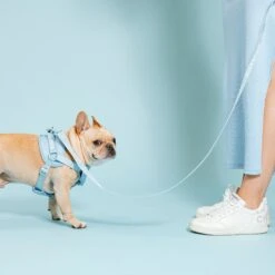 Frenchie Comfort Leash - Sky Blue -Bandana Buddy Shop frenchie bulldog reversible harness leash collar poo bag bandana sky blue 049 1fa18527 3c4a 4c6c 95b9 5d329b06aff9