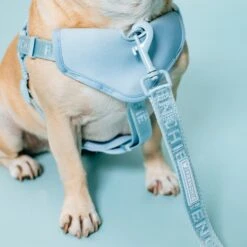 Frenchie Comfort Leash - Sky Blue -Bandana Buddy Shop frenchie bulldog reversible harness leash collar poo bag bandana sky blue 060