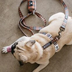 Frenchie Strap Harness - Tan Tartan -Bandana Buddy Shop frenchie bulldog reversible harness leash collar poo bag bandana tan tartan 007 f04e7c11 9b45 4cc8 a502 2d9d3f6f2b94