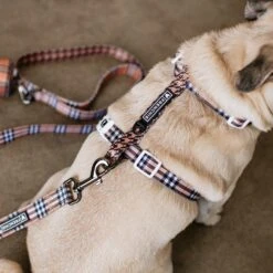 Frenchie Strap Harness - Tan Tartan -Bandana Buddy Shop frenchie bulldog reversible harness leash collar poo bag bandana tan tartan 010 b7ac1afb 7e42 4e28 9a53 7a0a22c8ce7c
